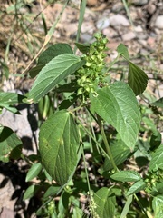 Acalypha neomexicana