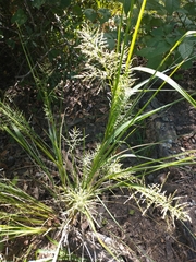 Coleataenia rigidula