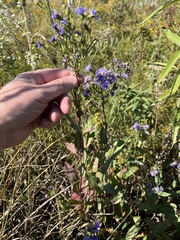 Symphyotrichum laeve laeve
