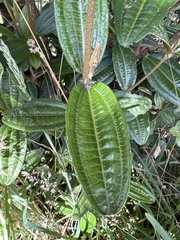 Miconia squamulosa