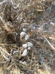 Rhopalomyia floccosa