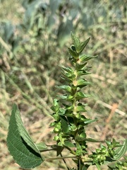 Acalypha neomexicana
