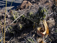 Corynopuntia invicta