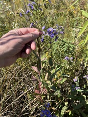 Symphyotrichum laeve laeve