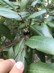 Frangula californica