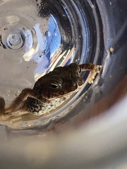 Incilius mazatlanensis