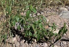 Acalypha neomexicana