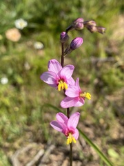 Ixia scillaris