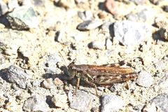 Melanoplus fasciatus