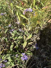 Symphyotrichum laeve laeve