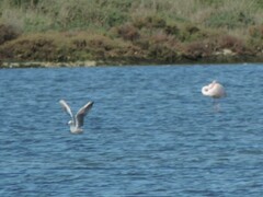 Chroicocephalus genei