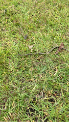 Ophisaurus ventralis
