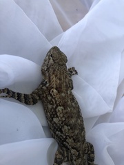 Sceloporus clarkii