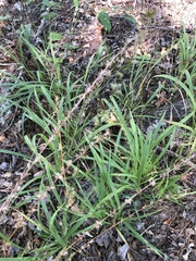 Chasmanthium sessiliflorum