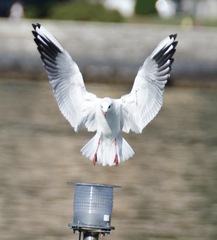 Chroicocephalus ridibundus