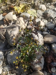 Bidens frondosa
