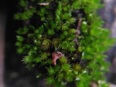Bryum dichotomum