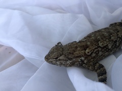 Sceloporus clarkii