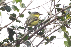 Todirostrum cinereum