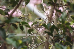 Todirostrum cinereum
