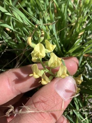 Astragalus douglasii