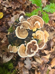 Trametes versicolor