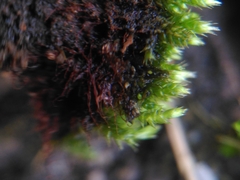 Bryum dichotomum