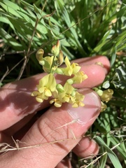 Astragalus douglasii