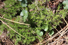 Galium andrewsii
