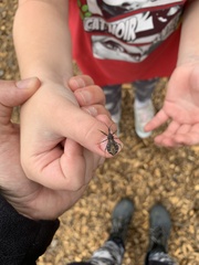 Acholla multispinosa