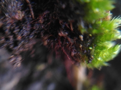 Bryum dichotomum