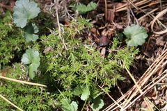 Galium andrewsii