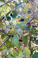 Vaccinium arboreum