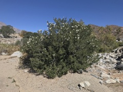 Cordia decandra