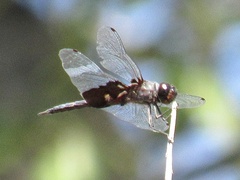 Tramea lacerata