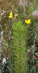 Euryops abrotanifolius