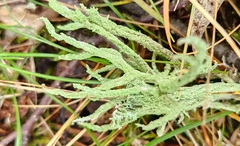 Evernia mesomorpha