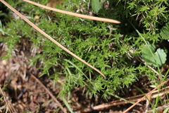 Galium andrewsii