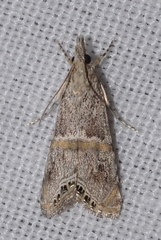 Euchromius gozmanyi