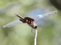 Tramea lacerata