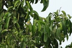 Anthreptes rectirostris tephrolaemus