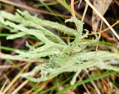 Evernia mesomorpha