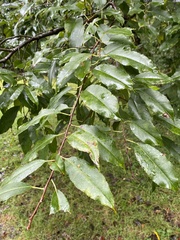 Prunus