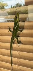 Anolis equestris