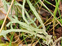 Evernia mesomorpha