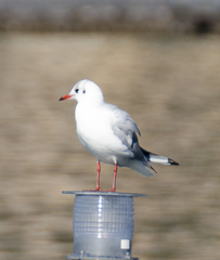 Chroicocephalus ridibundus