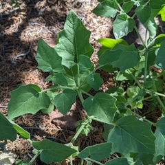Physalis hederifolia