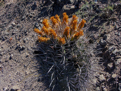 Ferocactus