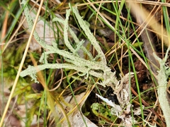 Evernia mesomorpha