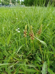 Orchis anthropophora